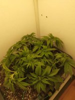 IMG_20250915_190155.jpg