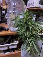 IMG_0560.jpeg