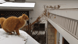 b6d9c4d5cf19c6149d2946ee856f0467.gif
