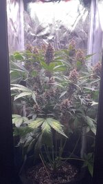 IMG_1502.jpeg
