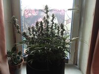 IMG_20250407_105351.jpg