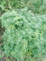 IMG_20250927_064502_603.jpg