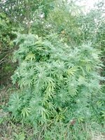 IMG_20250927_064457_361.jpg