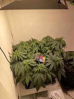 IMG_0655.jpeg