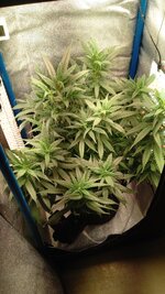 IMG_20250929_070243_491.jpg