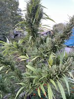 IMG_0654.jpeg