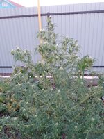 IMG_20250930_072136_552.jpg