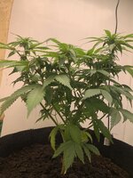 IMG_8750.jpeg