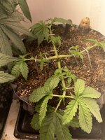 IMG_0687.jpeg