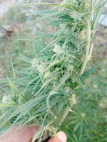 IMG_20251001_173237_602.jpg