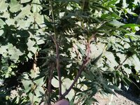 IMG_20251002_114342.jpg