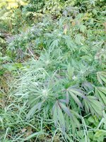 IMG_20251004_075922_183.jpg