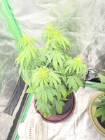 IMG_2347.jpeg