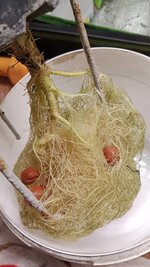 IMG_20251006_000442.jpg