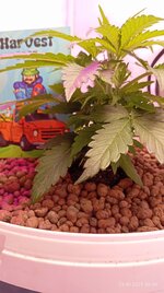 IMG_20251006_102023.jpg