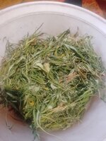 IMG_20251009_092750_185.jpg