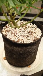 IMG_20251010_092949_273.jpg