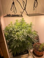 IMG_0770.jpeg