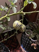 IMG_0868.jpeg