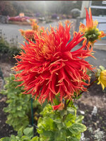IMG_0885.jpeg
