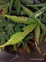 IMG_20251013_083851.jpg