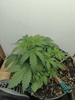 IMG_20251013_122103_374.jpg