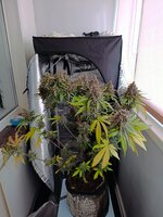 IMG_20251013_094823.jpg