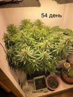 IMG_0909.jpeg