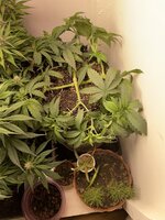 IMG_0965.jpeg