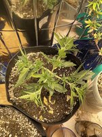 IMG_2051.jpeg