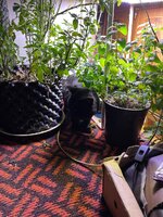 IMG_0925.jpeg