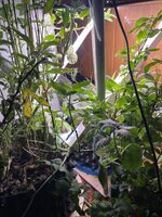 IMG_0989.jpeg