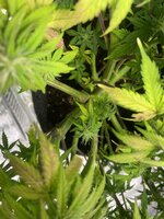 IMG_7188.jpeg