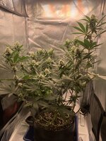 IMG_8917.jpeg