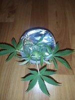 IMG_20251018_220218.jpg