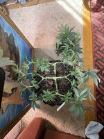 IMG_1051.jpeg