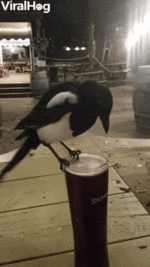 2003а23а23w.gif