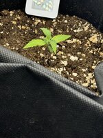 IMG_2030.jpeg