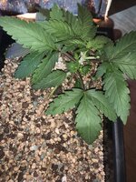 IMG_9015.jpeg