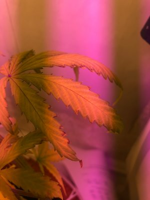 6D91B9A0-C86D-4669-9D59-7592497D156F.jpeg