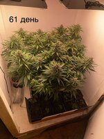 IMG_1123.jpeg