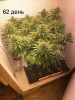 IMG_1142.jpeg