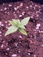IMG_2054.jpeg
