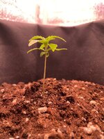 IMG_0670.jpeg