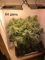 IMG_1177.jpeg