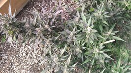 IMG_20251024_133237.jpg