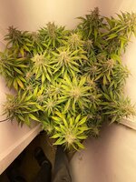 IMG_1205.jpeg