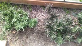 IMG_20251024_133216.jpg