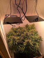 IMG_1255.jpeg