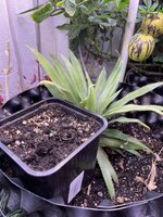 IMG_1258.jpeg